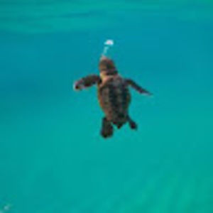 Meet your Posher, Bing